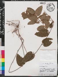 Smilax pumila image