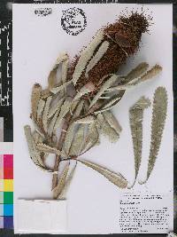 Banksia aemula image