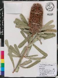 Banksia aemula image