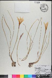 Zephyranthes treatiae image