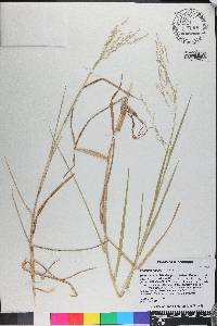 Panicum repens image