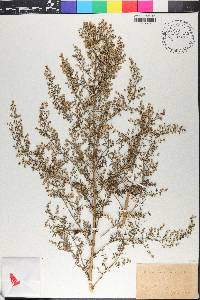 Artemisia annua image