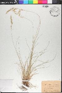 Festuca rubra image