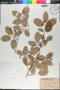 Amelanchier canadensis image