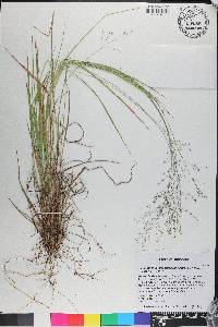 Dichanthelium linearifolium image