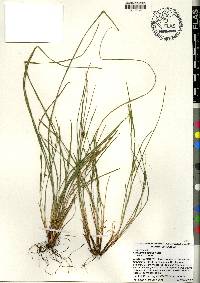 Carex paeninsulae image