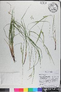 Carex planispicata image