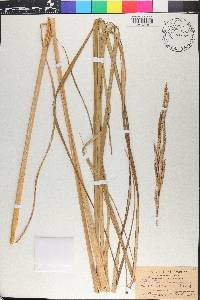 Spartina cynosuroides image