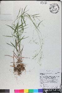 Dichanthelium dichotomum subsp. dichotomum image