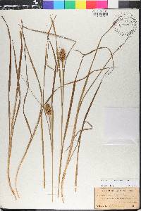 Carex squarrosa image