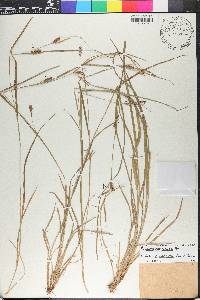 Carex panicea image