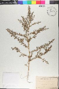 Amaranthus albus image