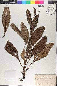 Cynoglossum virginianum image