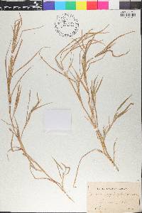 Muhlenbergia sylvatica image