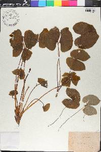 Jeffersonia diphylla image