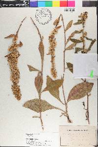 Solidago hispida image