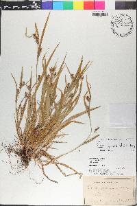 Carex grisea image