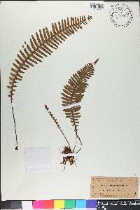 Polypodium pectinatum image