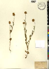 Polygala lutea image