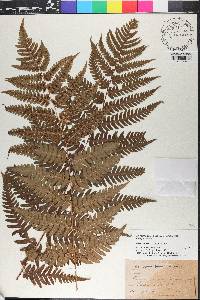 Dryopteris clintoniana image