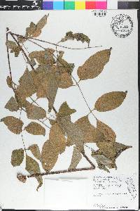 Gonatopus boivinii image