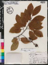 Prunus alabamensis image