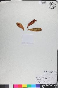 Gastrochilus japonicus image