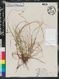 Carex floridana image