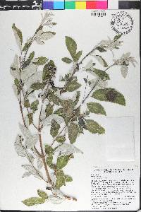 Vitex trifolia image