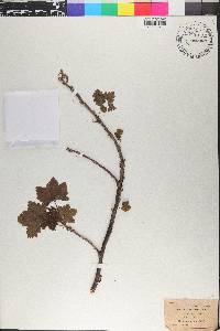 Ribes rubrum image