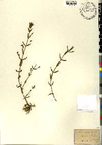 Gratiola aurea image