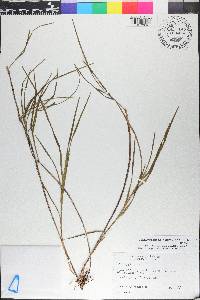 Pycnanthemum muticum image