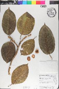 Ficus drupacea image