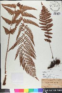 Dryopteris ludoviciana image