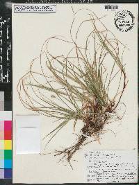 Carex floridana image