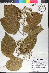 Premna odorata image