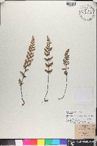 Myriopteris lanosa image