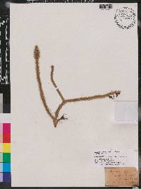 Lycopodiella alopecuroides image