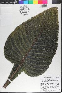 Brillantaisia cicatricosa image