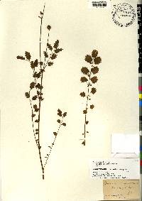 Poterium sanguisorba image