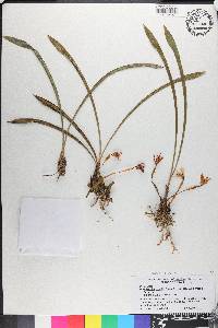Maxillaria humilis image