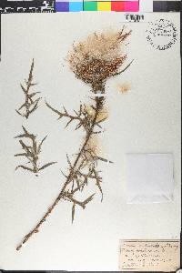 Cirsium discolor image