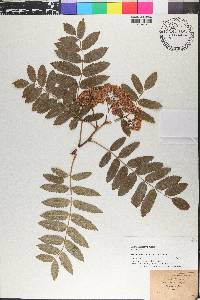 Sorbus americana image