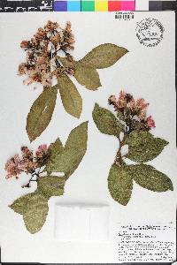 Pereskia grandifolia image