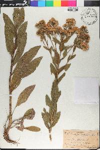 Solidago rigida image