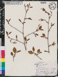 Prunus alabamensis image