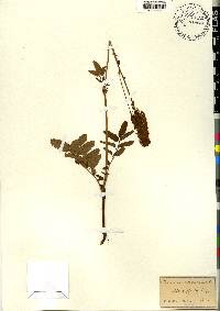 Sanguisorba canadensis image