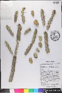 Cylindropuntia versicolor image