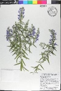 Scutellaria baicalensis image