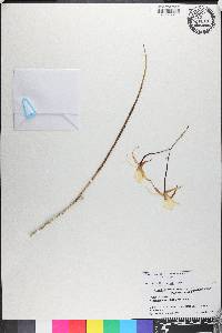 Brassavola revoluta image